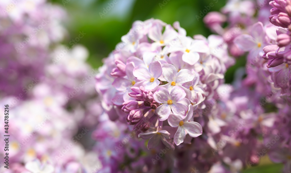 Lilac flowers. Beautiful spring background of flowering lilac. Selective soft focus, shallow depth of field. Purple lilac Lilac flowers. Beautiful spring background of flowering lilac. Selective soft focus, shallow depth of field. Purple lilac