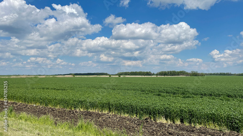 Agriculture scene. Wheat field against blue sky with white clouds.