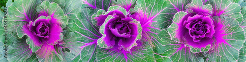 Top view of colourful leaves of decorative cabbage