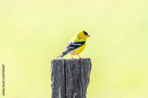 Fototapeta Yellow Bird On Post With Copy Space