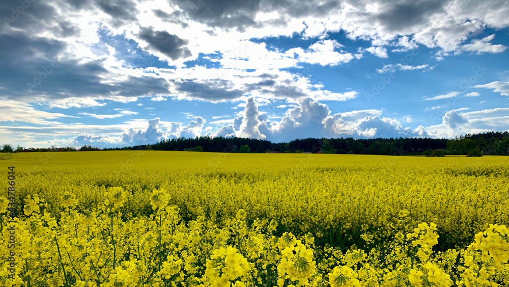 Obraz premium Cloudy sky over yellow rapeseed field