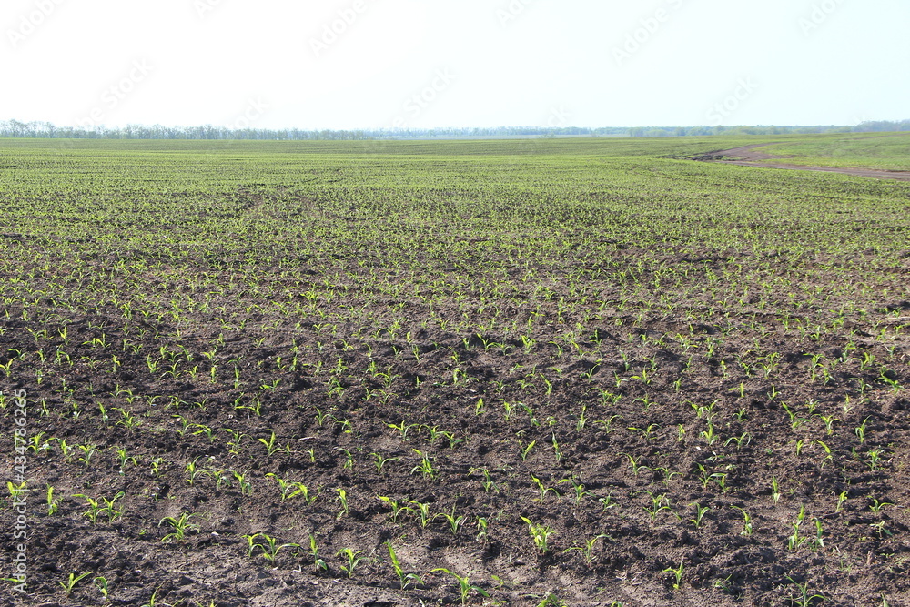 Agricultural field with small corn sprouts and traces of agricultural machinery Agricultural field with small corn sprouts and traces of agricultural machinery