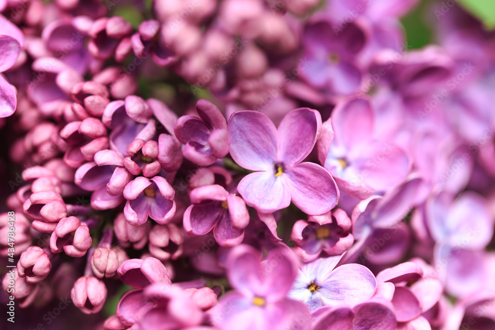 Lilac flowers. Beautiful spring background of flowering lilac. Selective soft focus, shallow depth of field. Purple lilac Lilac flowers. Beautiful spring background of flowering lilac. Selective soft focus, shallow depth of field. Purple lilac