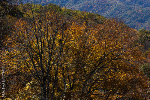 Fototapeta Naklejka Na Ścianę i Meble -  Colorful Fall leaves