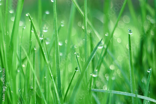Зеленая трава с каплями воды близко в солнечном свете. Естественный фон
