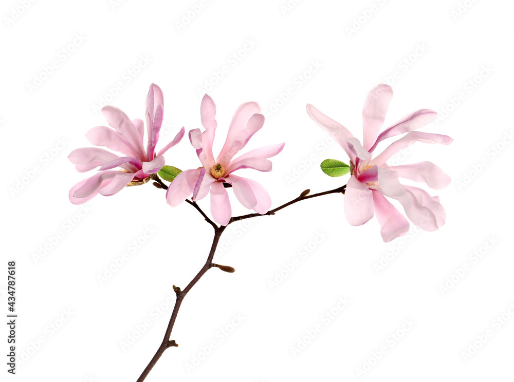 Magnolia tree branch with beautiful flowers isolated on white Magnolia tree branch with beautiful flowers isolated on white