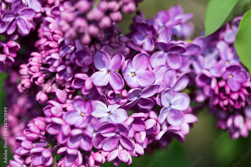 persian lilac flowers. Beautiful spring background of flowering lilac. Selective soft focus, shallow depth of field. white lilac persian lilac flowers. Beautiful spring background of flowering lilac. Selective soft focus, shallow depth of field. white lilac