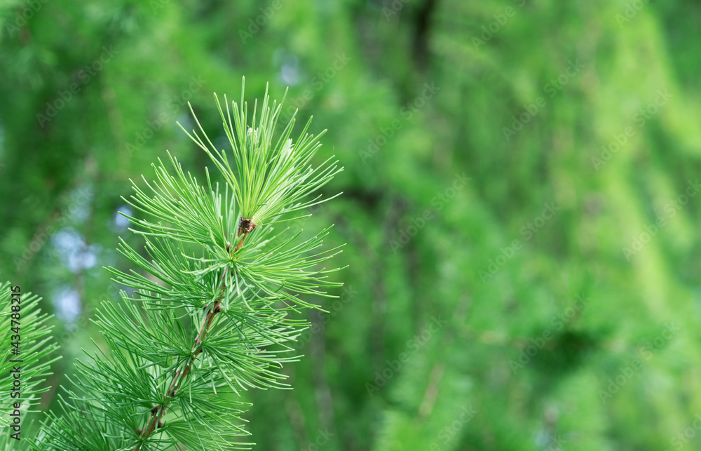 Branch with young shoots of Siberian larch from the pine family. Branch with young shoots of Siberian larch from the pine family.