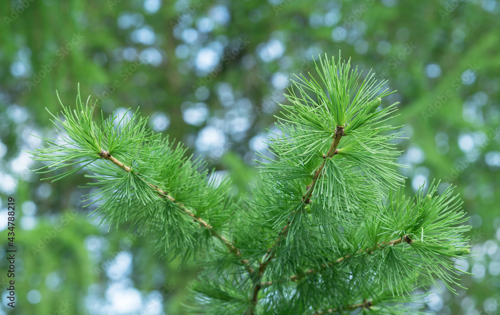 Branch with young shoots of Siberian larch from the pine family. Branch with young shoots of Siberian larch from the pine family.