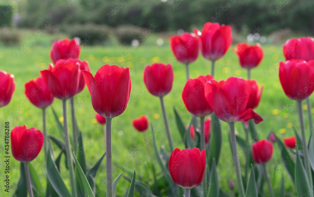 Red tulips in the rays of sunset on a background of a green field.