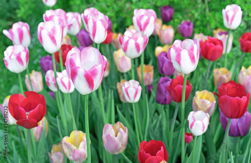 Pink tulips with white stripes in a flowerbed with multi-colored tulips.