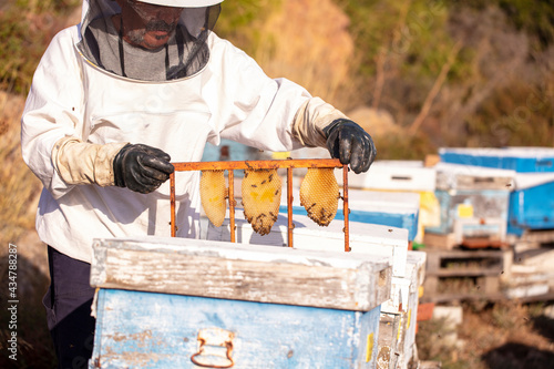 Beekeeper examining honeycomb