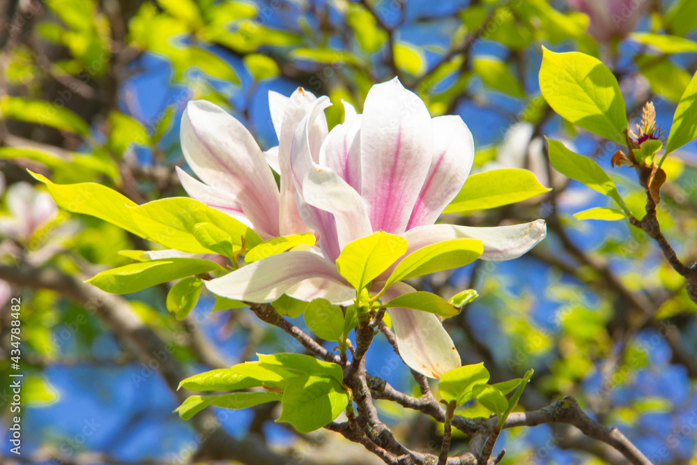 Magnolia tree flower Magnolia tree flower