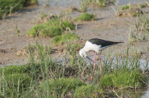 Scenic view of black-winged Stilt foraging in a lagoon in Marchena, Andalusia, Spain photo