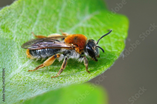Closeup of a female Orange tailed mining bee  Andrena haemorrhoa   resting on a leaf of goat willow  Salix caprea