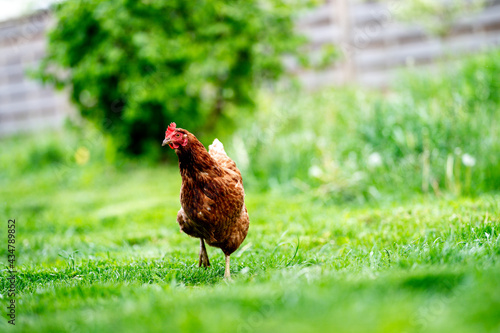 Ein glückliches Huhn im Garten photo