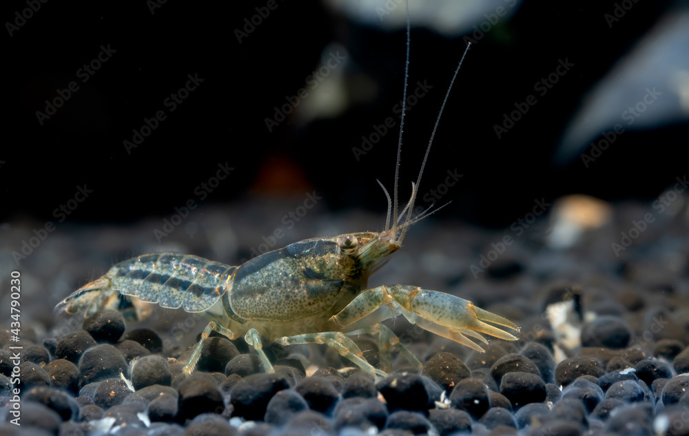 Blue crayfish shrimp show claw in front of itself for defensive and also look for food in aquatic soil in fresh water aquarium tank. Blue crayfish shrimp show claw in front of itself for defensive and also look for food in aquatic soil in fresh water aquarium tank.