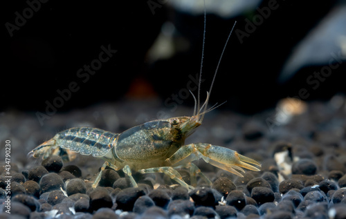 Blue crayfish shrimp show claw in front of itself for defensive and also look for food in aquatic soil in fresh water aquarium tank. photo