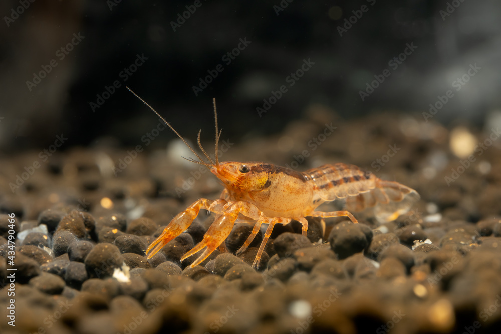 Orange or yellow dwarf crayfish shrimp in fresh water aquarium tank look for food on the ground with dark background. Orange or yellow dwarf crayfish shrimp in fresh water aquarium tank look for food on the ground with dark background.