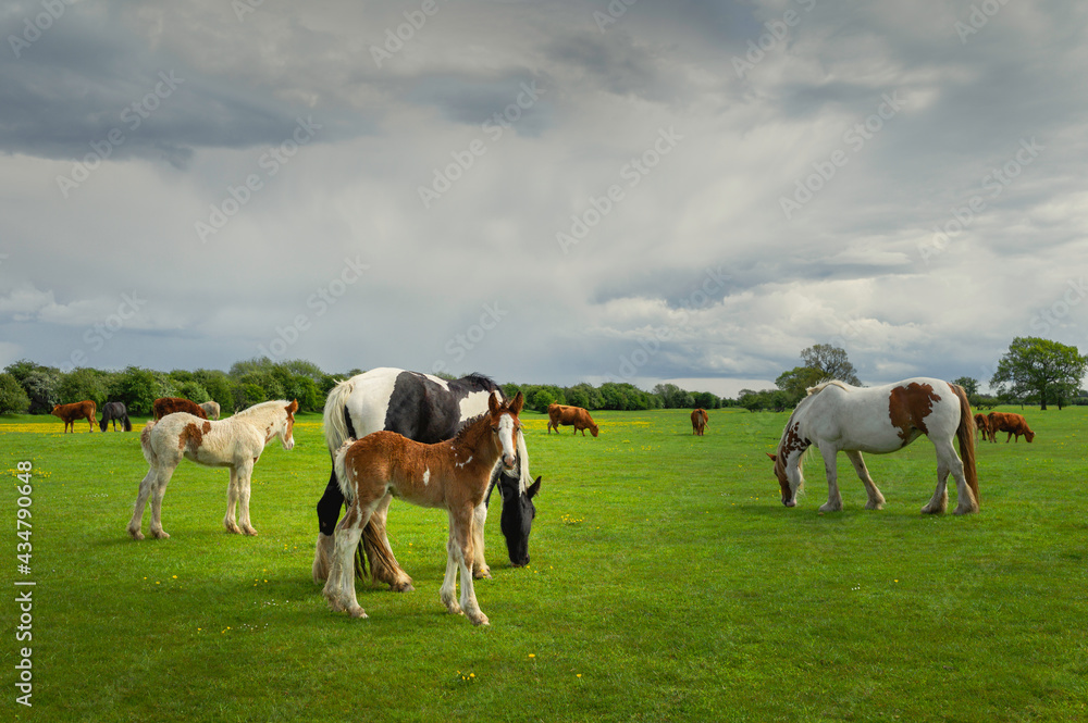 Foal with mare and other horses and farm animals grazing on open pasture. Beverley, UK.