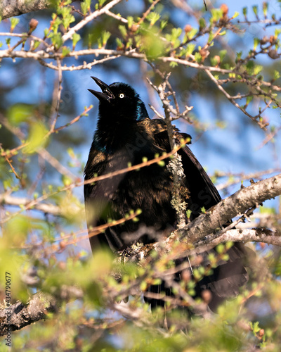 Grackle Photo Stock. Perched with a blur background in the forest displaying body, blue mauve feather plumage, head, feet, eye, open beak in its habitat and environment. Image. Picture. Portrait. photo