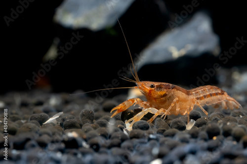 Orange crayfish dwarf shrimp look for food in aquatic soil with rock decoration on the background.