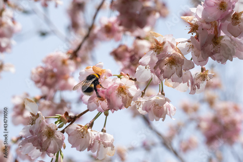 Biene in diversen Flugphasen vor rosa blühender Zierkirsche vollgepackt mit Blütenstaub