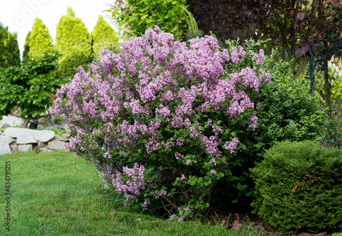Syringa microphylla 'Superba' in the park, blooming lilac photo