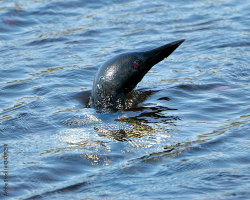 Loon Photo Stock. Loon in Wetland Image. Loon on Lake. Head out of water in the lake in its environment and habitat, displaying red eye. Head shot. Picture. Portrait.