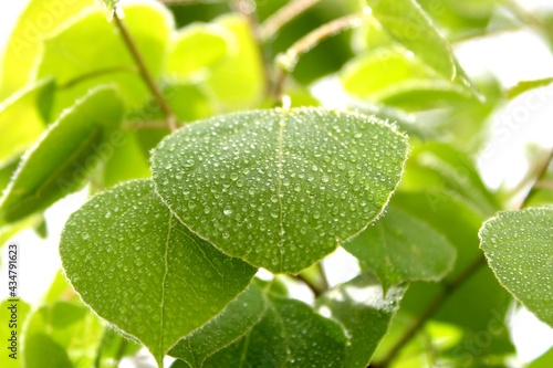 close up of leaves
