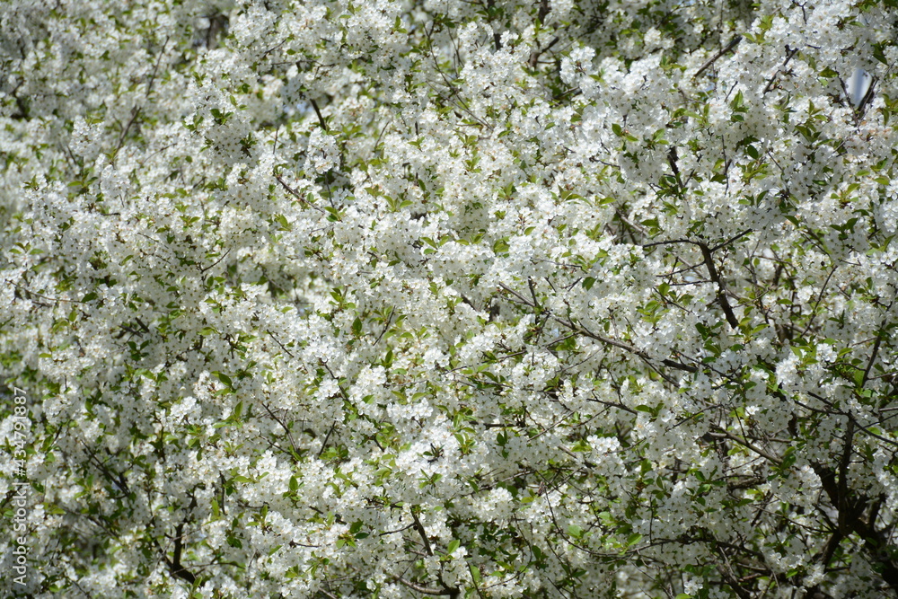 A large cherry tree bloomed in spring with white flowers