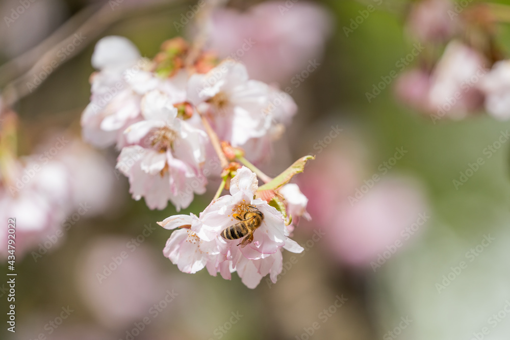 Wespe auf rosa blühender Zierkirsche sammelt Blütenstaub Wespe auf rosa blühender Zierkirsche sammelt Blütenstaub