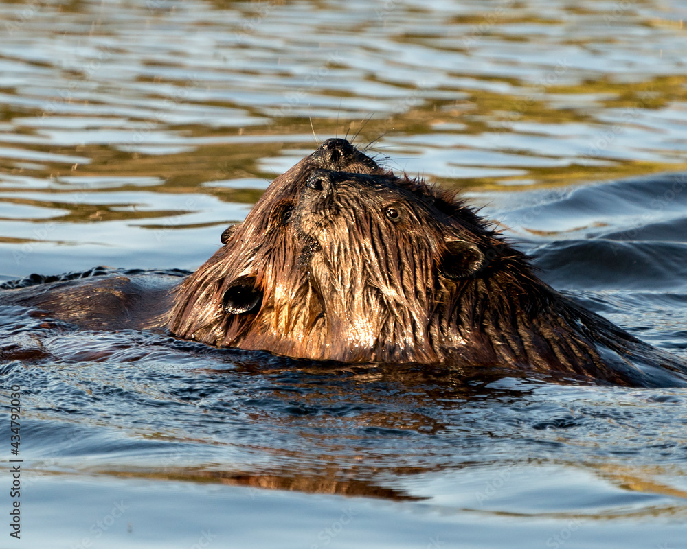 Obraz premium Beaver Photo Stock. Beaver couple in the water grooming each other and displaying brown fur, head, ears, nose, eyes, whiskers in their habitat and environment. Image. Picture. Portrait.