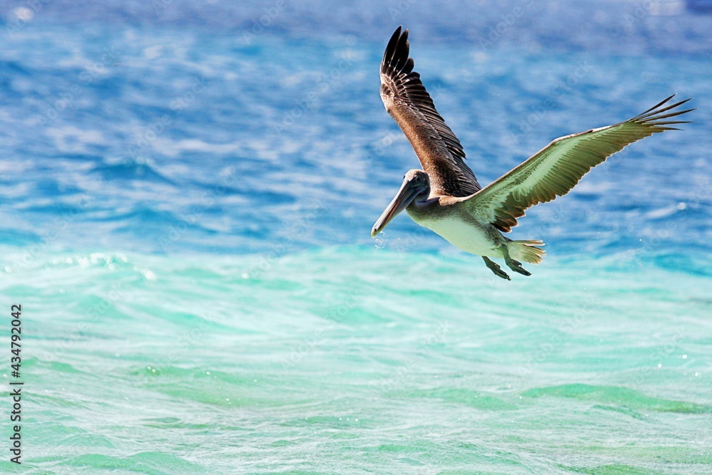 Fototapeta premium Pelican on the hunt
