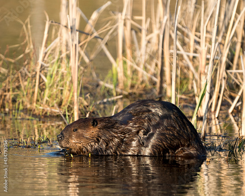 Beaver Photo Stock. Close-up profile view eating tree bark of twig in the pond with blur foliage background in its environment and habitat. Image. Picture. Portrait. ©  Aline