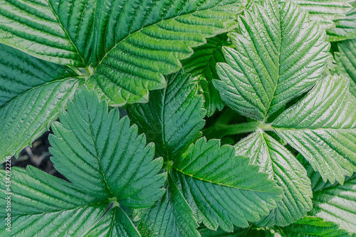 Leaves of strawberry background. Fresh green plants. Beautiful herbal abstract background of nature. Wild strawberry leaves. Strawberry bush. Green foliage texture. High quality photo