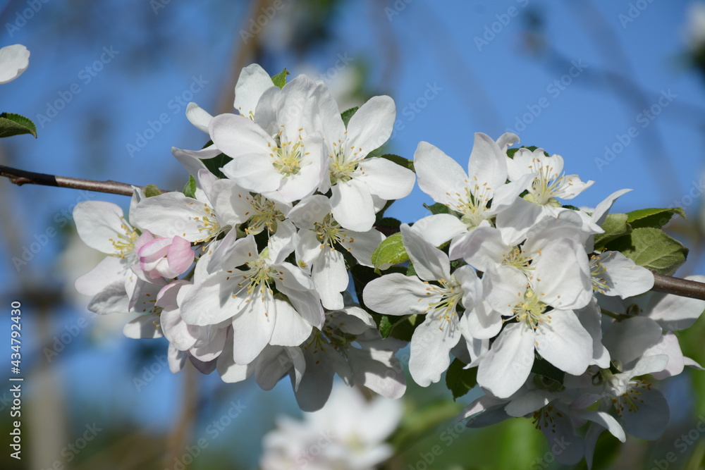 Obraz premium White apple flowers close up on a background of blue sky