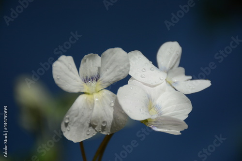 Fototapeta Naklejka Na Ścianę i Meble -  White violets after the rain on the flowerbed