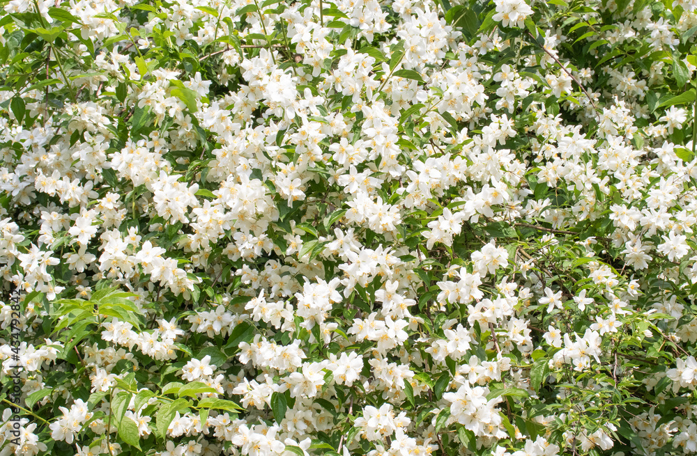 blooming white jasmine flowers in the garden blooming white jasmine flowers in the garden
