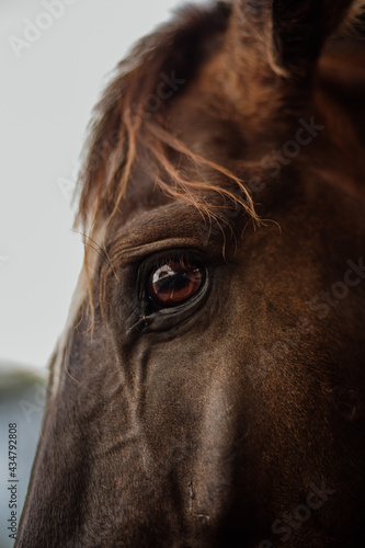 beautiful mangalarga purebred paint horse 