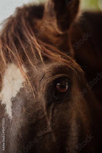 beautiful mangalarga purebred paint horse  