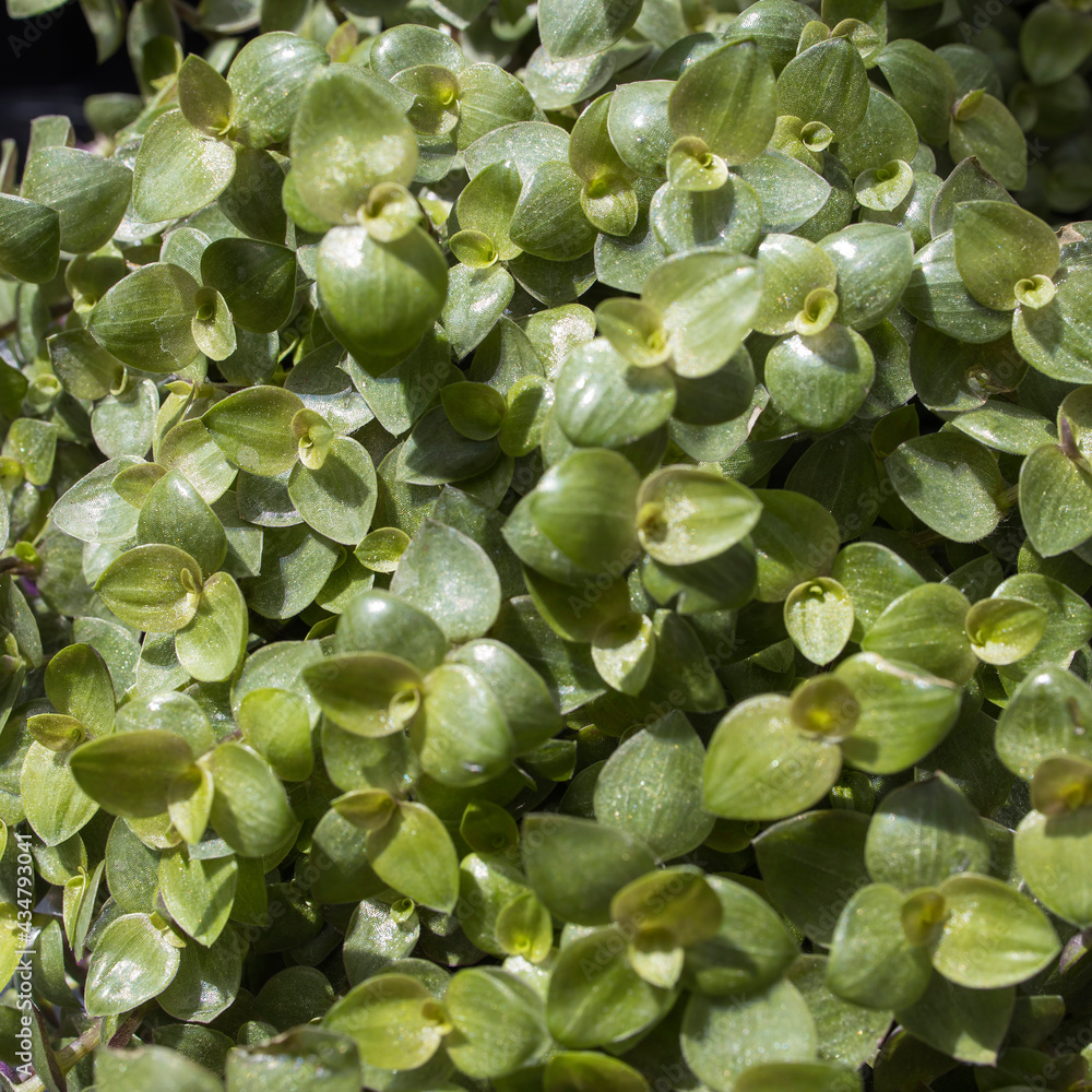 Callisia repens, also known as creeping inchplant, Bolivian Jew or turtle vine, is a succulent creeping plant from the family Commelinaceae. Callisia repens, also known as creeping inchplant, Bolivian Jew or turtle vine, is a succulent creeping plant from the family Commelinaceae.