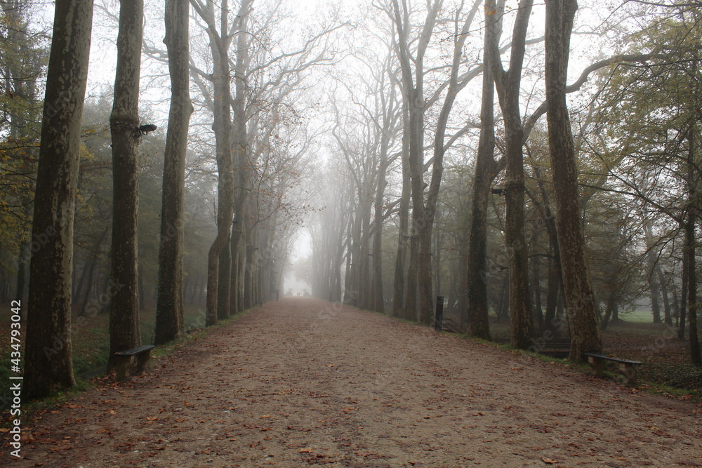 Obraz premium Into The Trees 2