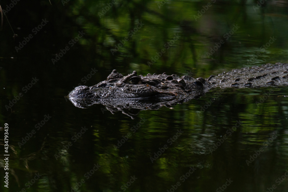 Brazilian alligator in the water with reflex Brazilian alligator in the water with reflex