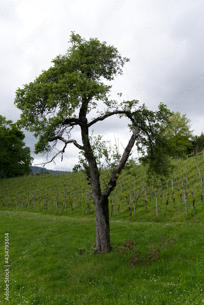 Vineyard at City of Zurich at springtime. Photo taken May 20th, 2021, Zurich, Switzerland.