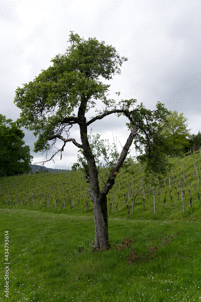Vineyard at City of Zurich at springtime. Photo taken May 20th, 2021, Zurich, Switzerland. Vineyard at City of Zurich at springtime. Photo taken May 20th, 2021, Zurich, Switzerland.