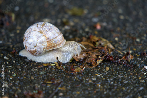 Close-up of snail with shell on street eating leaves. Photo taken May 20th, 2021, Zurich, Switzerland.