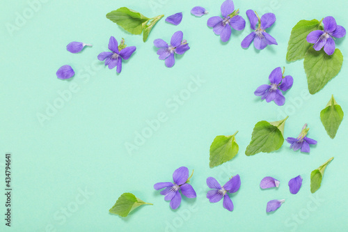 viola flowers with leaves on green background © Siarhei