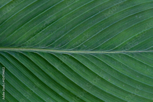 Close up of a green leaf