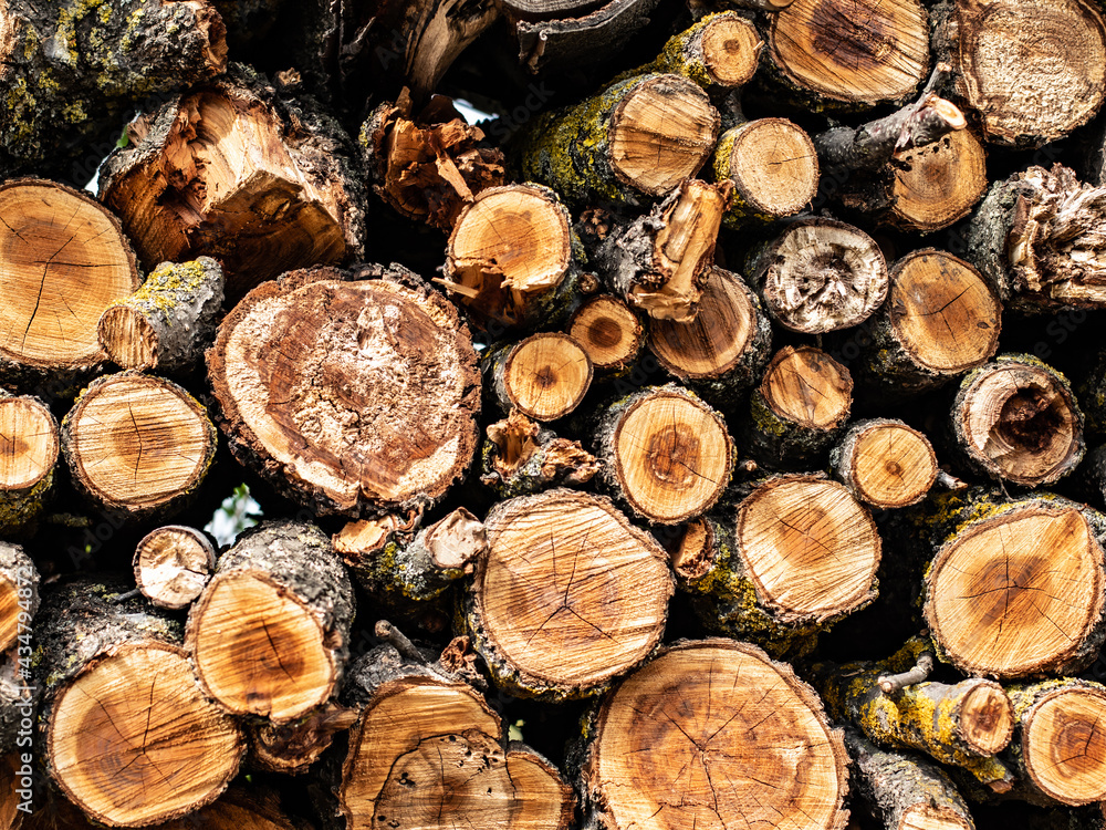 Old wooden tree cut surface. Detailed warm dark brown and orange tones of a felled tree trunk. 